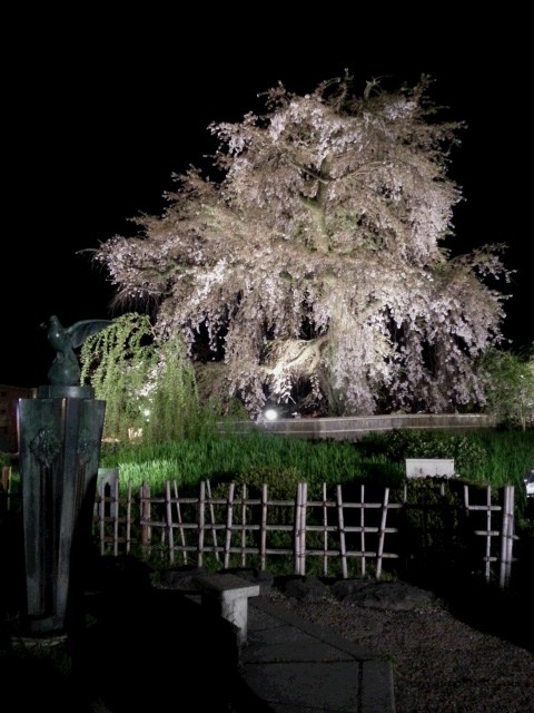 円山公園夜桜